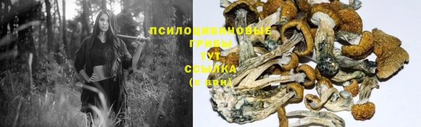 прущие грибы Алексин